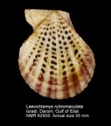 Laevichlamys rubromaculata (7)